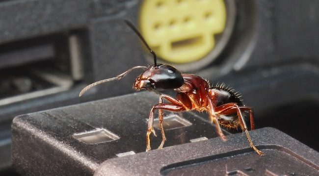 ants in car