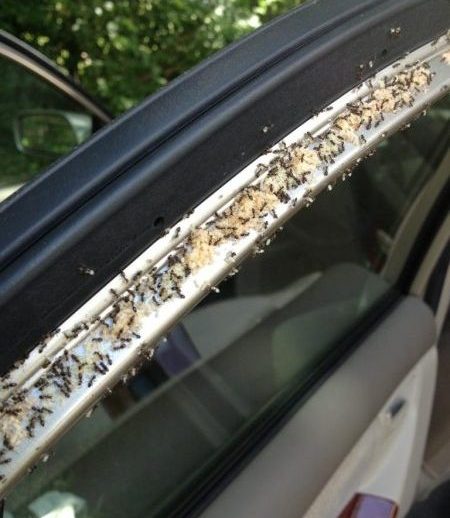 how to get rid of ants in car naturally