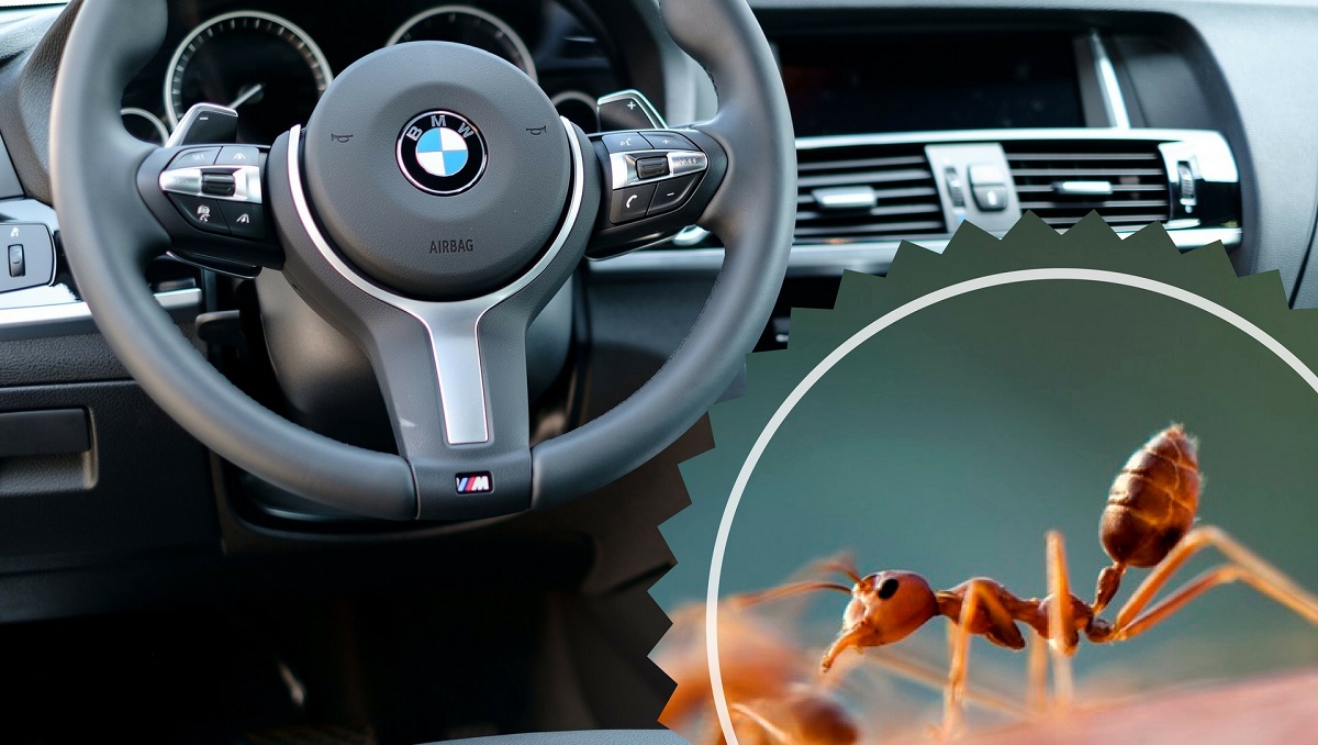 how to get rid of ants in car