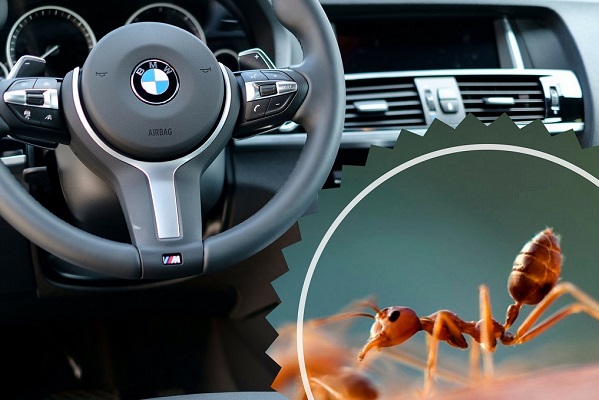 how-to-get-rid-of-ants-in-car