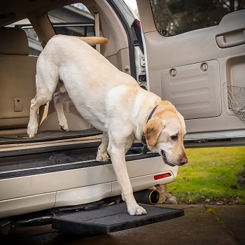 Otto Step Dog Ramp for Car